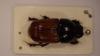 Coprimorphus scrutator